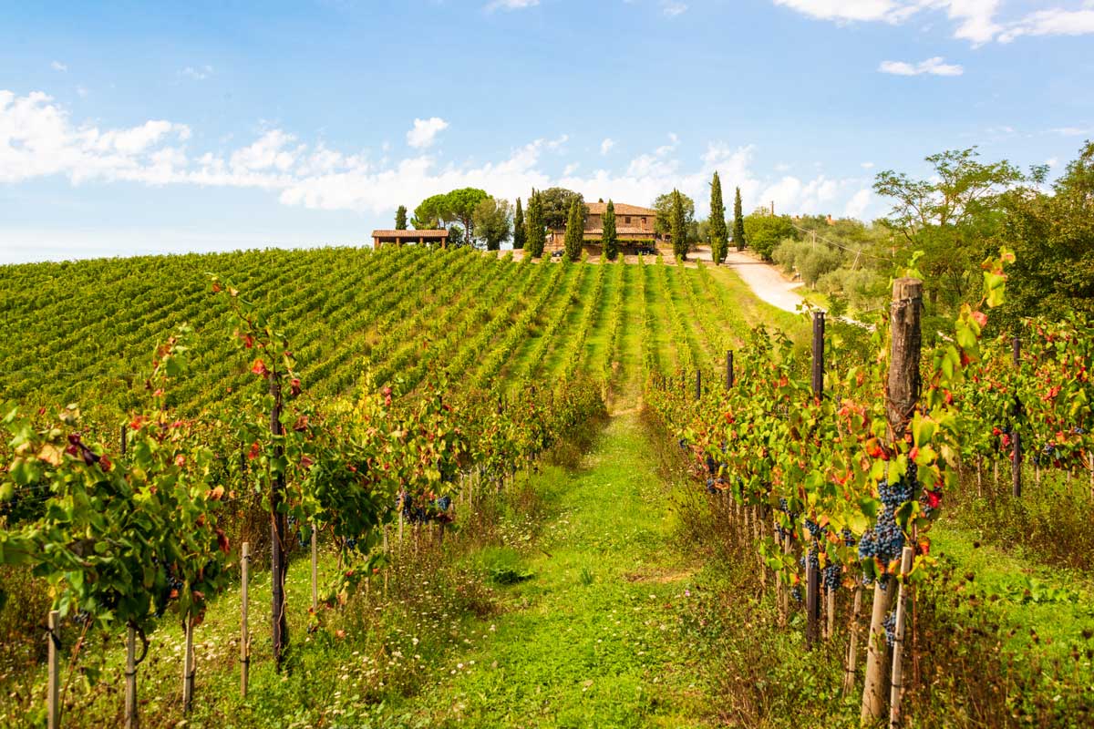 wineyards chianti tuscany